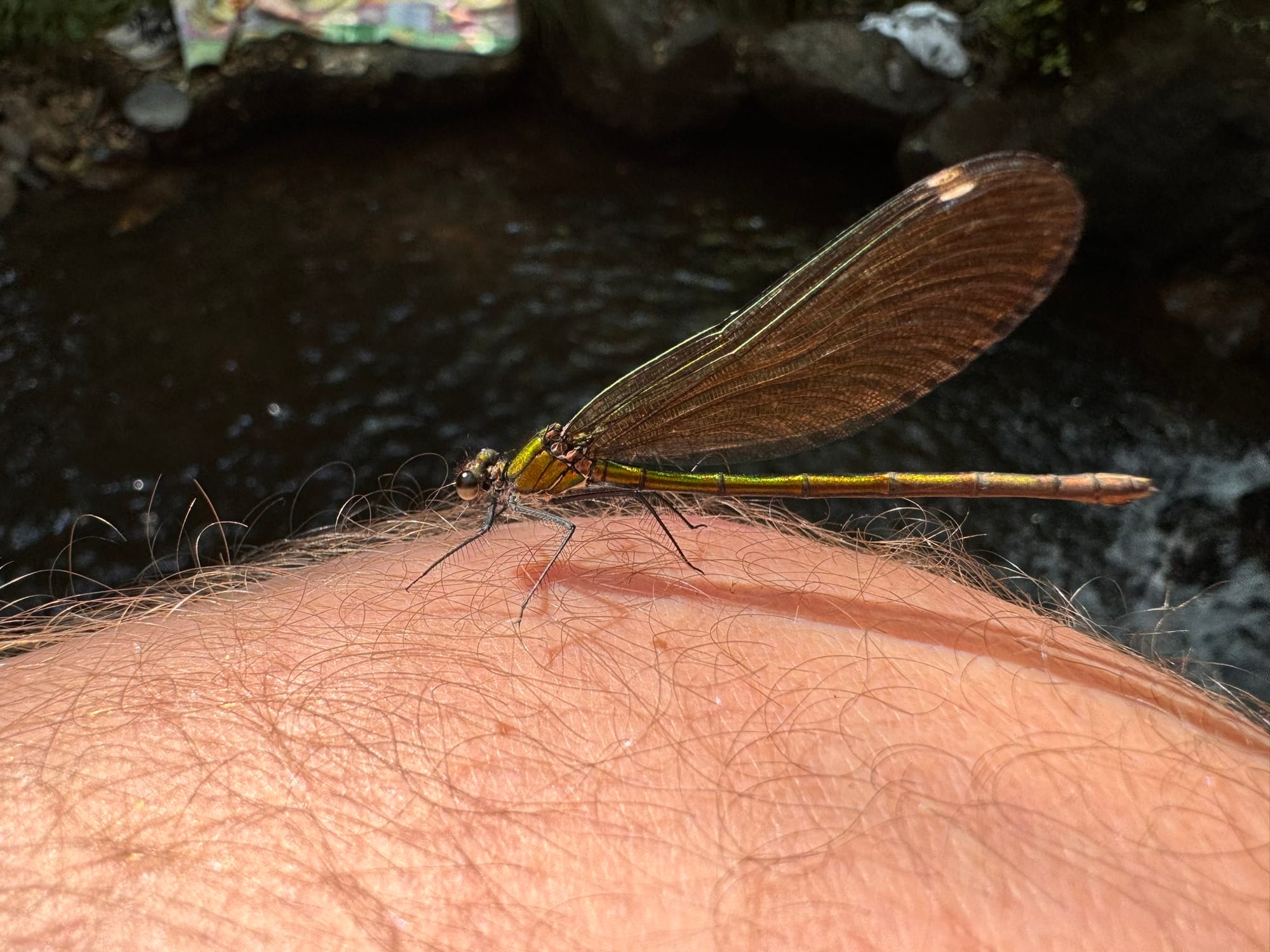 Dragonflies on My Knee and A Change of Mood